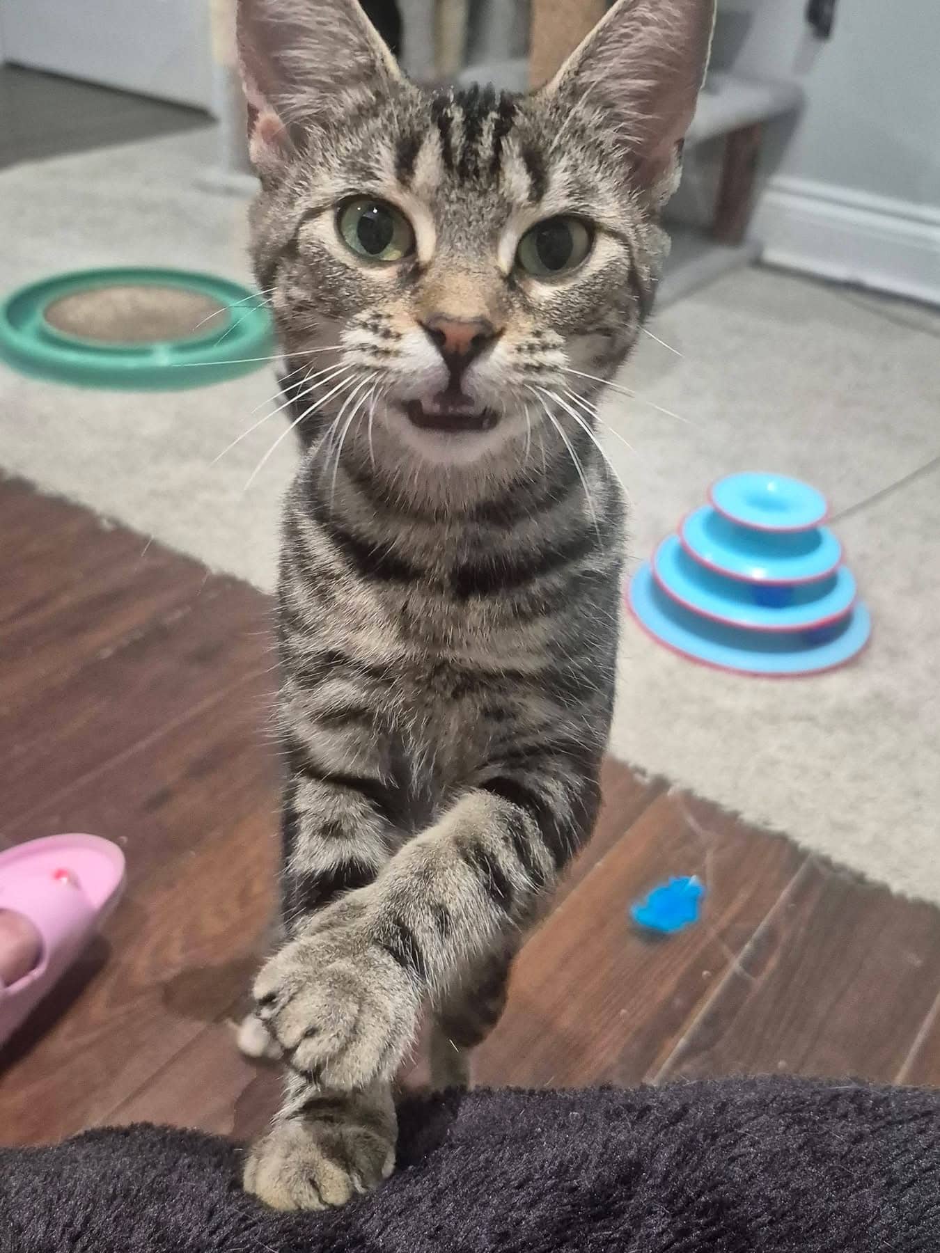 Prue - Domestic Shorthair cat available for adoption at Biscuits and Purrs Cat Rescue in Ottawa