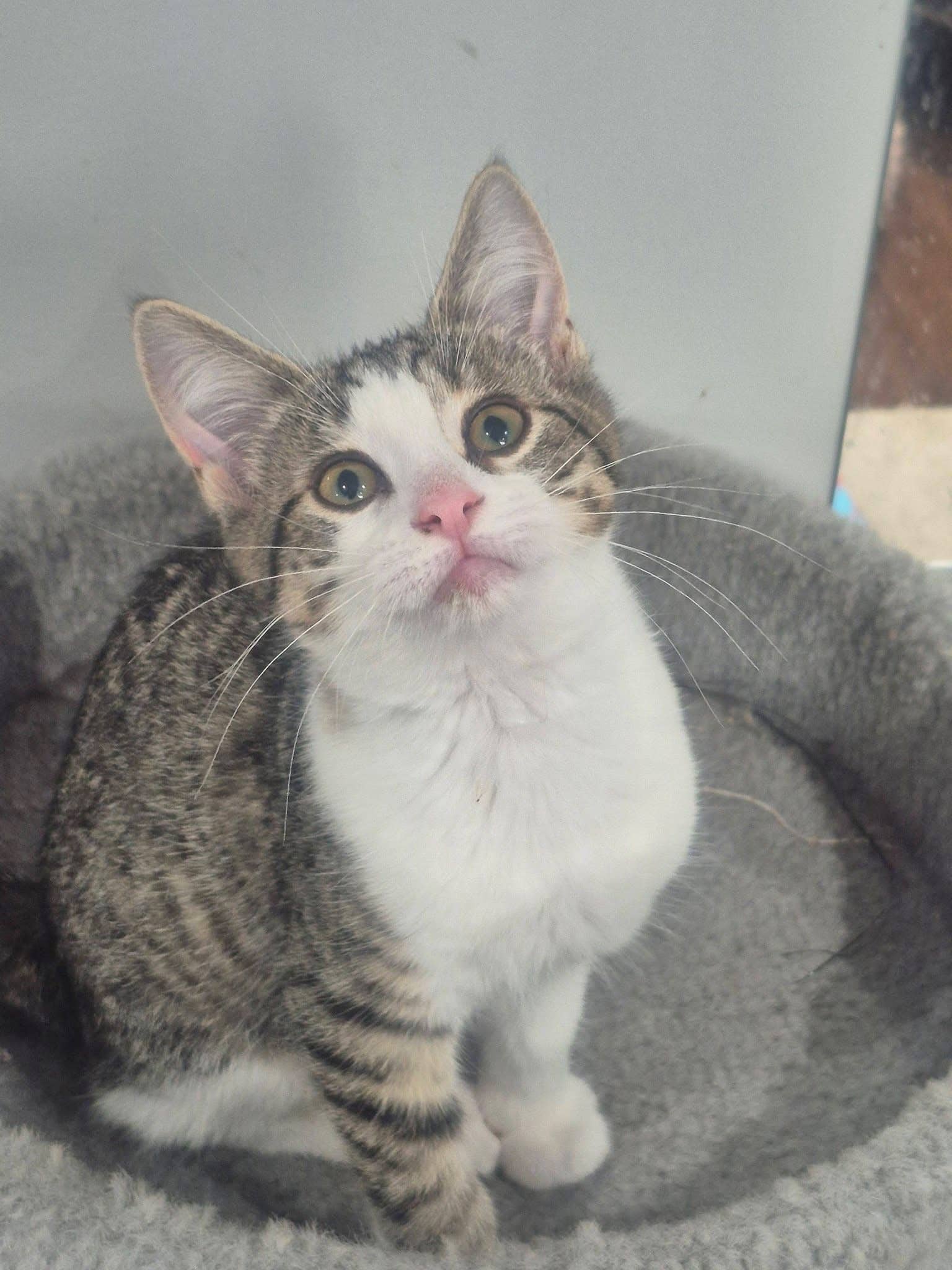 Piper - Domestic Shorthair cat available for adoption at Biscuits and Purrs Cat Rescue in Ottawa