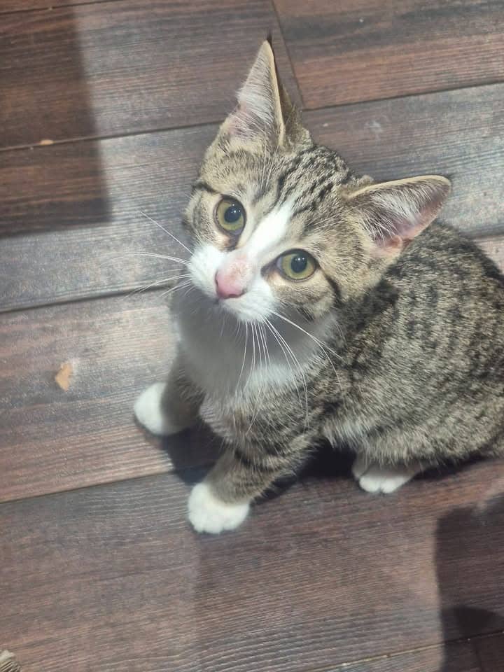 Phoebe - Domestic Shorthair cat available for adoption at Biscuits and Purrs Cat Rescue in Ottawa