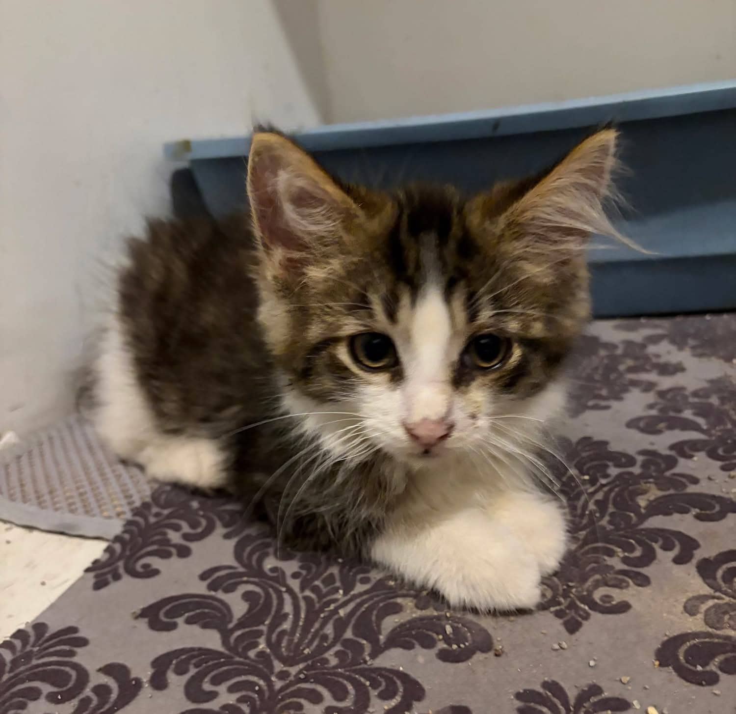 Noah - Domestic Shorthair cat available for adoption at Biscuits and Purrs Cat Rescue in Ottawa