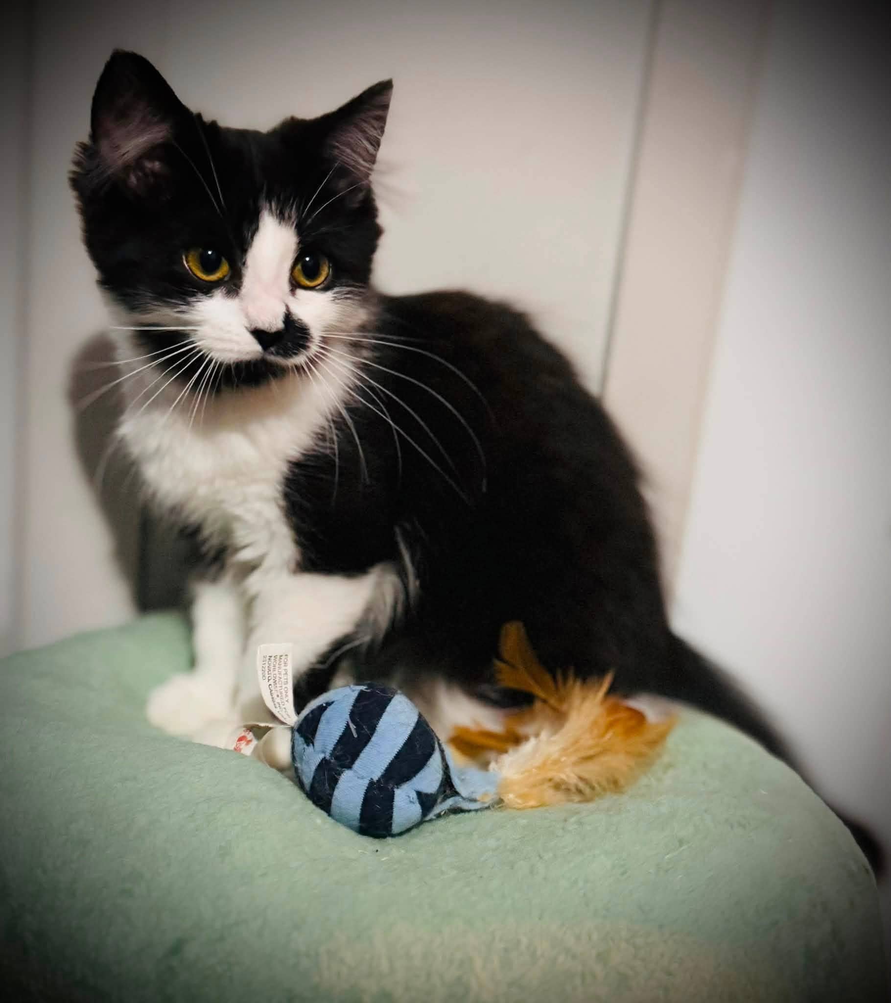 Cashmere - Domestic Shorthair cat available for adoption at Biscuits and Purrs Cat Rescue in Ottawa