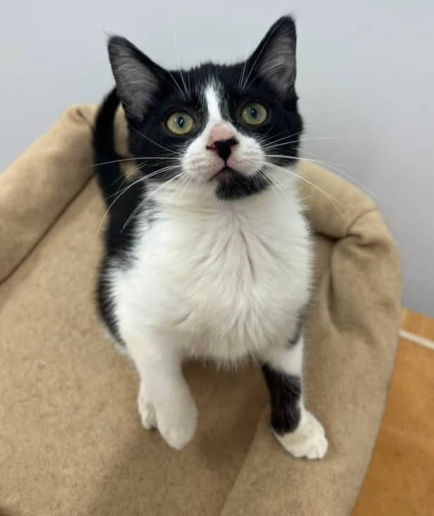 Adeline - Domestic Shorthair cat available for adoption in Ontario