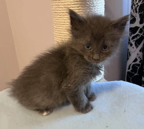 Hookfang - Domestic Shorthair cat available for adoption at Biscuits and Purrs Cat Rescue in Ottawa