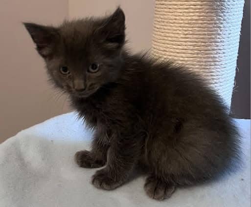 Stormfly - Domestic Shorthair cat available for adoption at Biscuits and Purrs Cat Rescue in Ottawa