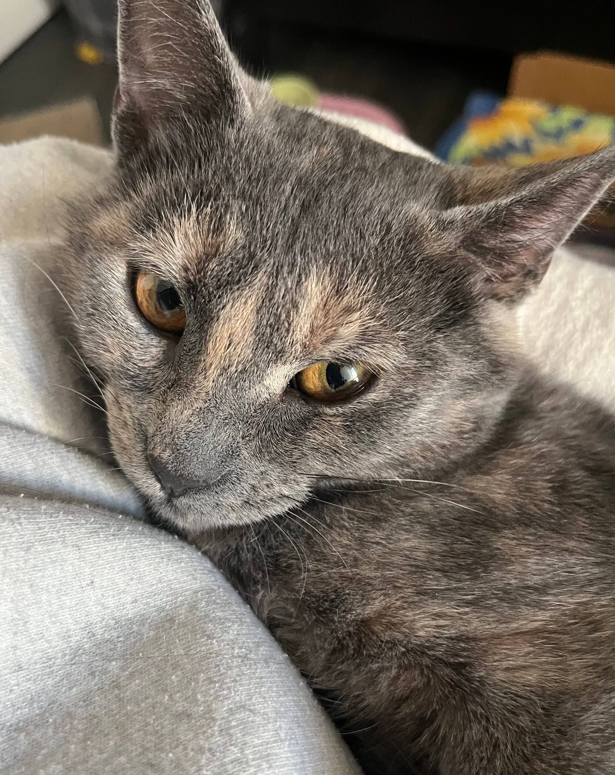 Skittles - Domestic Shorthair available for adoption