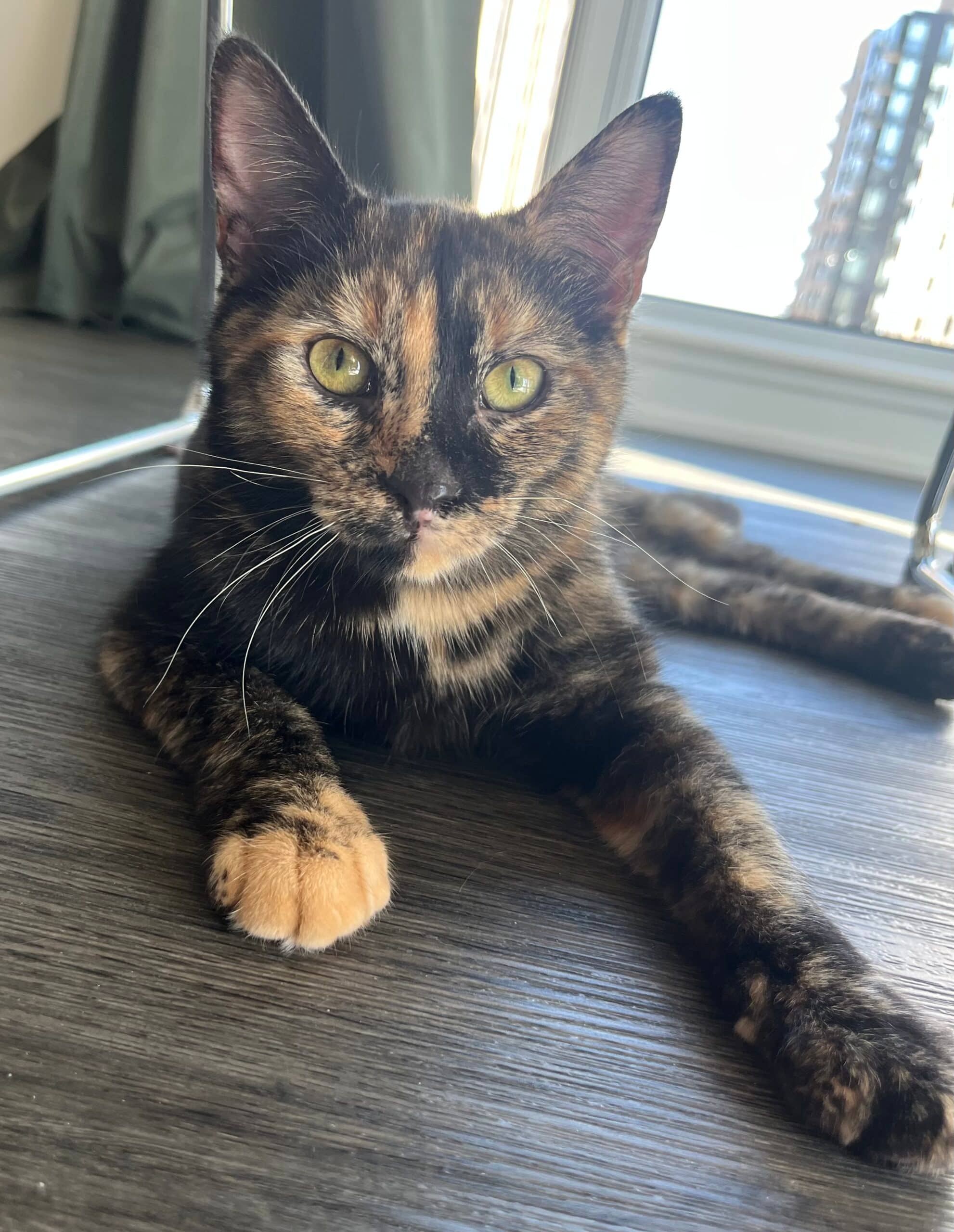 Smarties - Domestic Shorthair cat available for adoption in Ontario