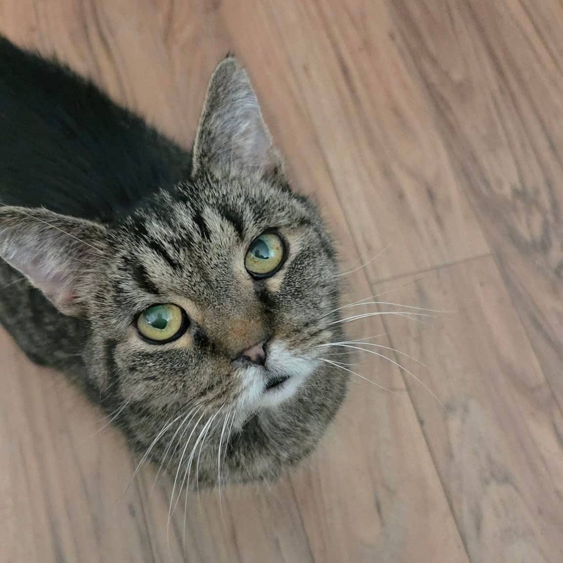 Breezy - Domestic Shorthair cat available for adoption at Biscuits and Purrs Cat Rescue in Ottawa