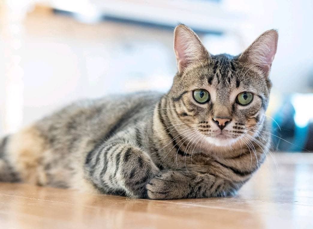 Joker - Domestic Shorthair cat available for adoption at Biscuits and Purrs Cat Rescue in Ottawa