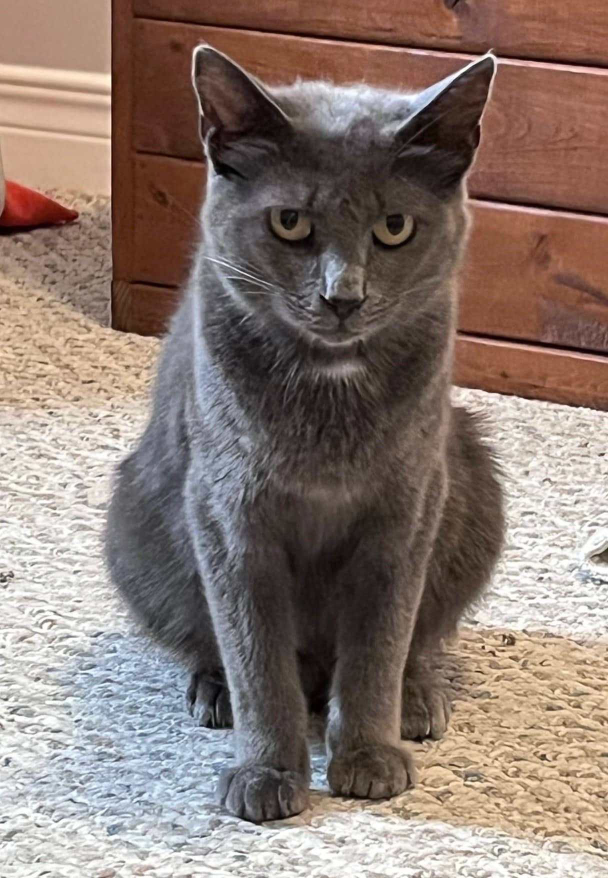 Kaida - Domestic Shorthair cat available for adoption at Biscuits and Purrs Cat Rescue in Ottawa
