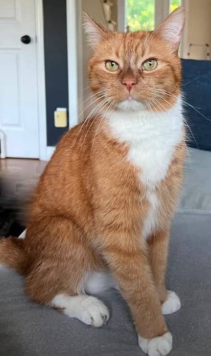 Kosta - Domestic Shorthair available for adoption