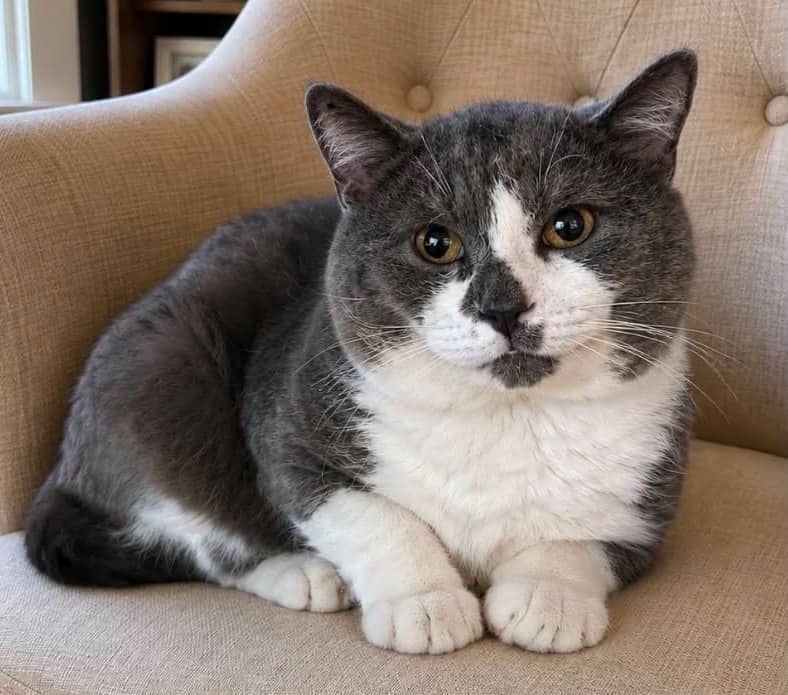 Kyle - Domestic Shorthair cat available for adoption at Biscuits and Purrs Cat Rescue in Ottawa
