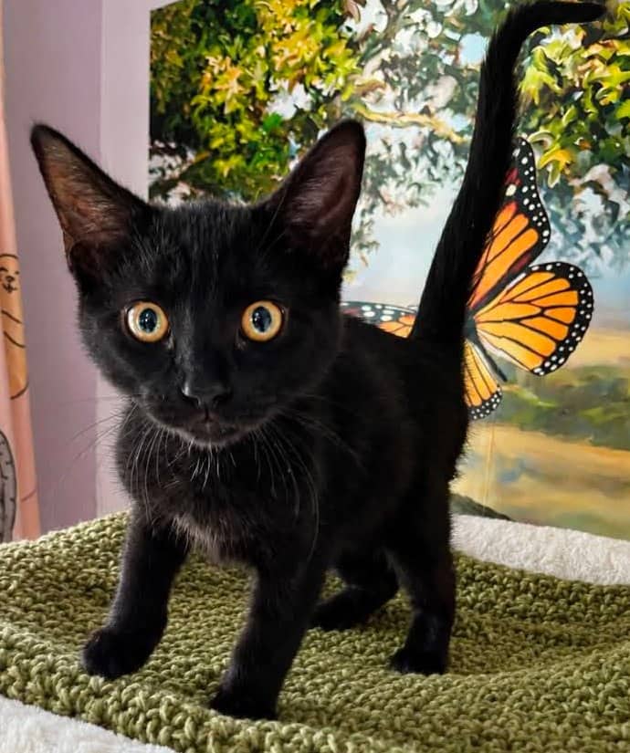 Larry - Domestic Shorthair cat available for adoption at Biscuits and Purrs Cat Rescue in Ottawa