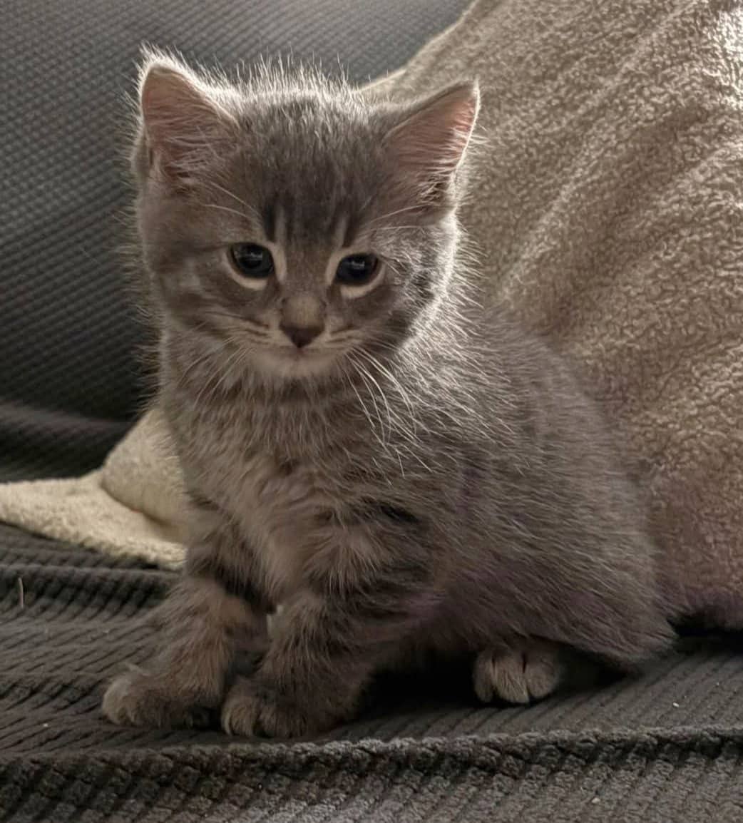 Meeny - Domestic Shorthair available for adoption