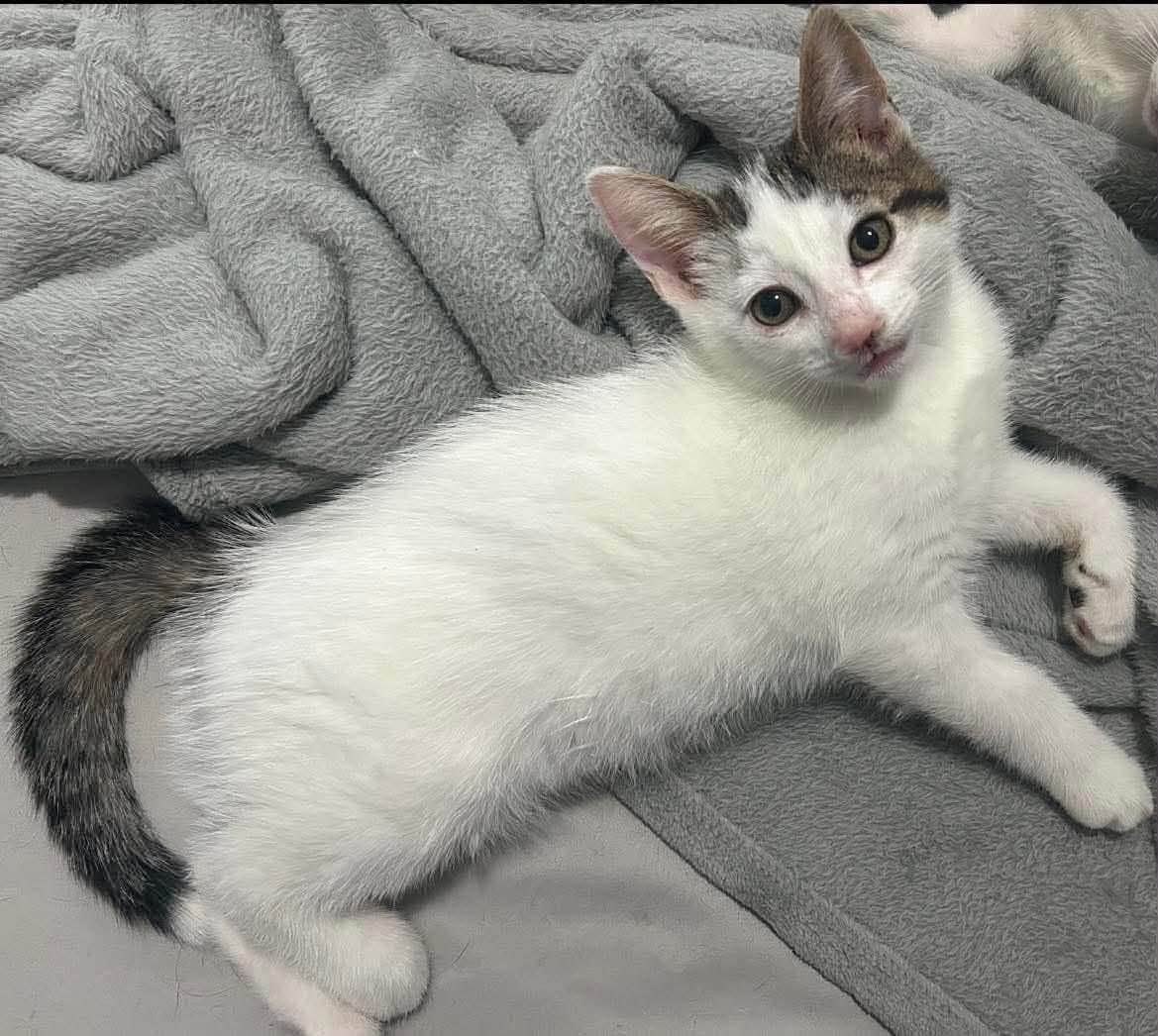 Mika - Domestic Shorthair cat available for adoption at Biscuits and Purrs Cat Rescue in Ottawa
