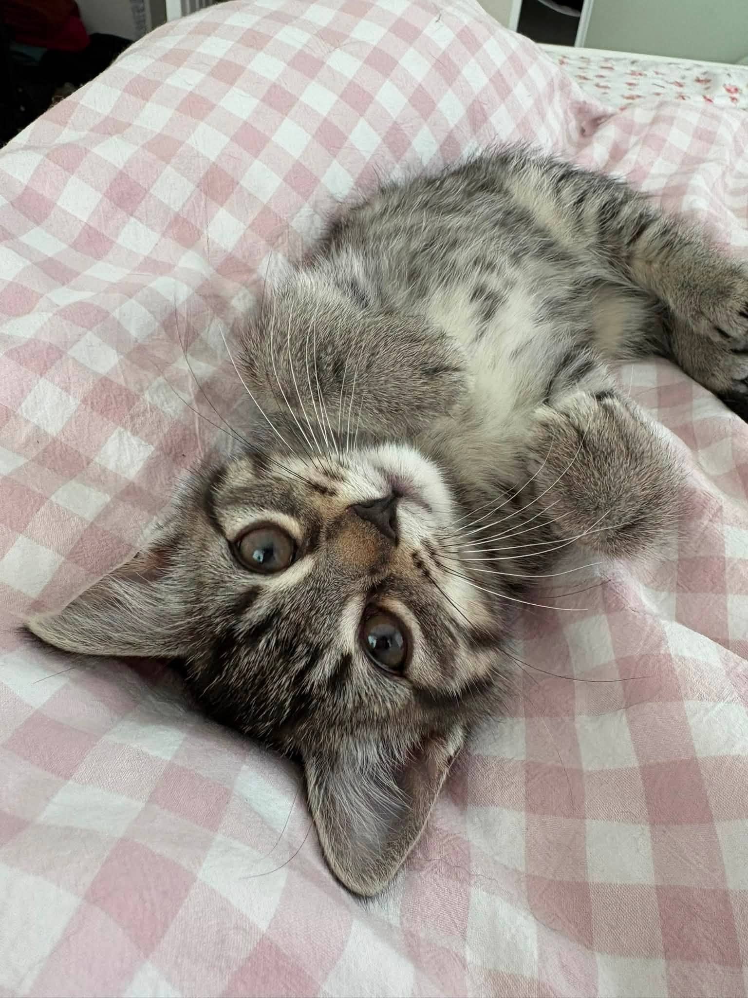 Miny - Domestic Shorthair cat available for adoption at Biscuits and Purrs Cat Rescue in Ottawa