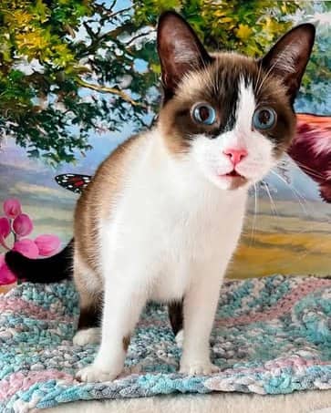 Misty - Domestic Shorthair cat available for adoption at Biscuits and Purrs Cat Rescue in Ottawa