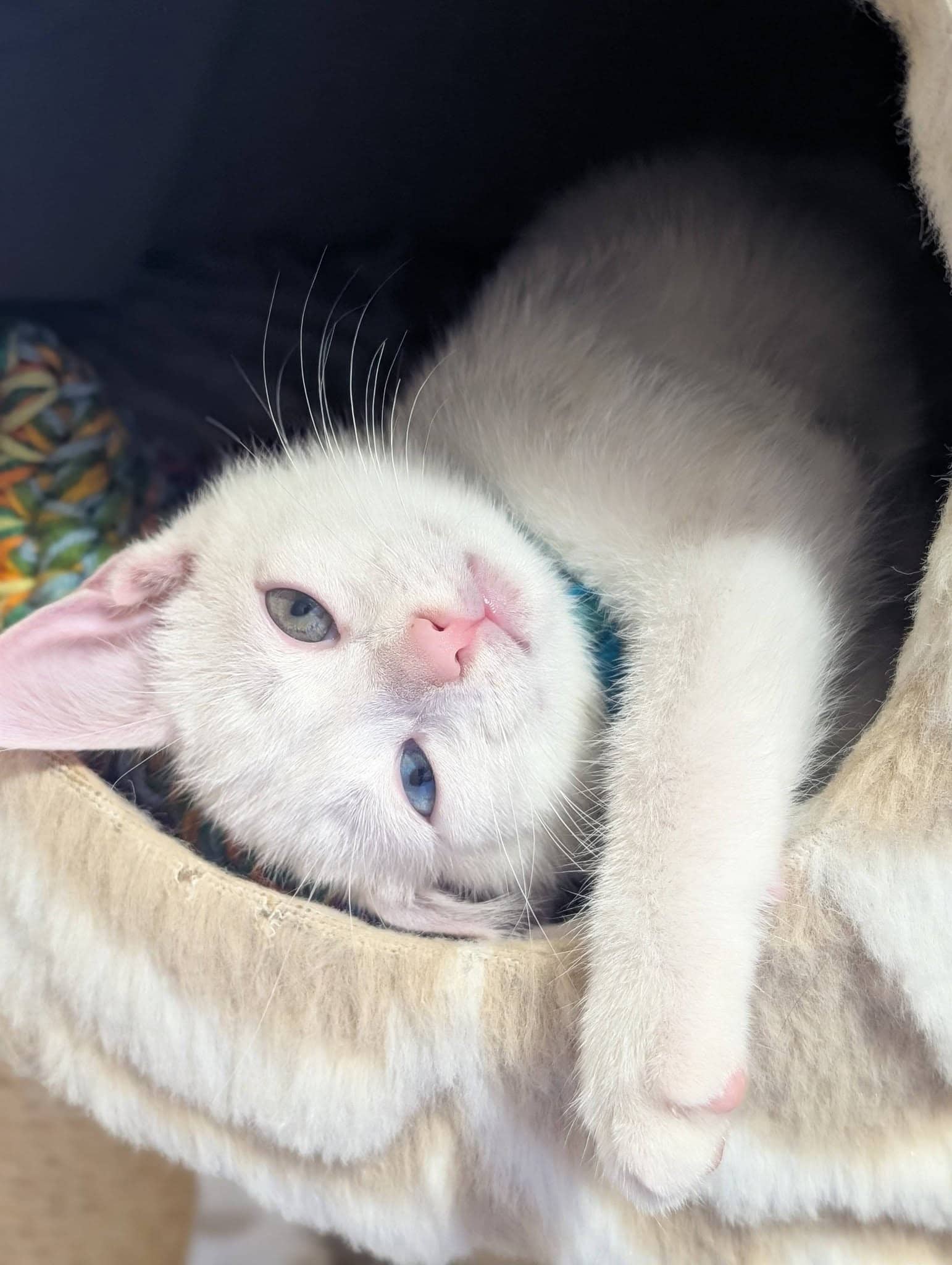 Mofu - Domestic Shorthair cat available for adoption at Biscuits and Purrs Cat Rescue in Ottawa
