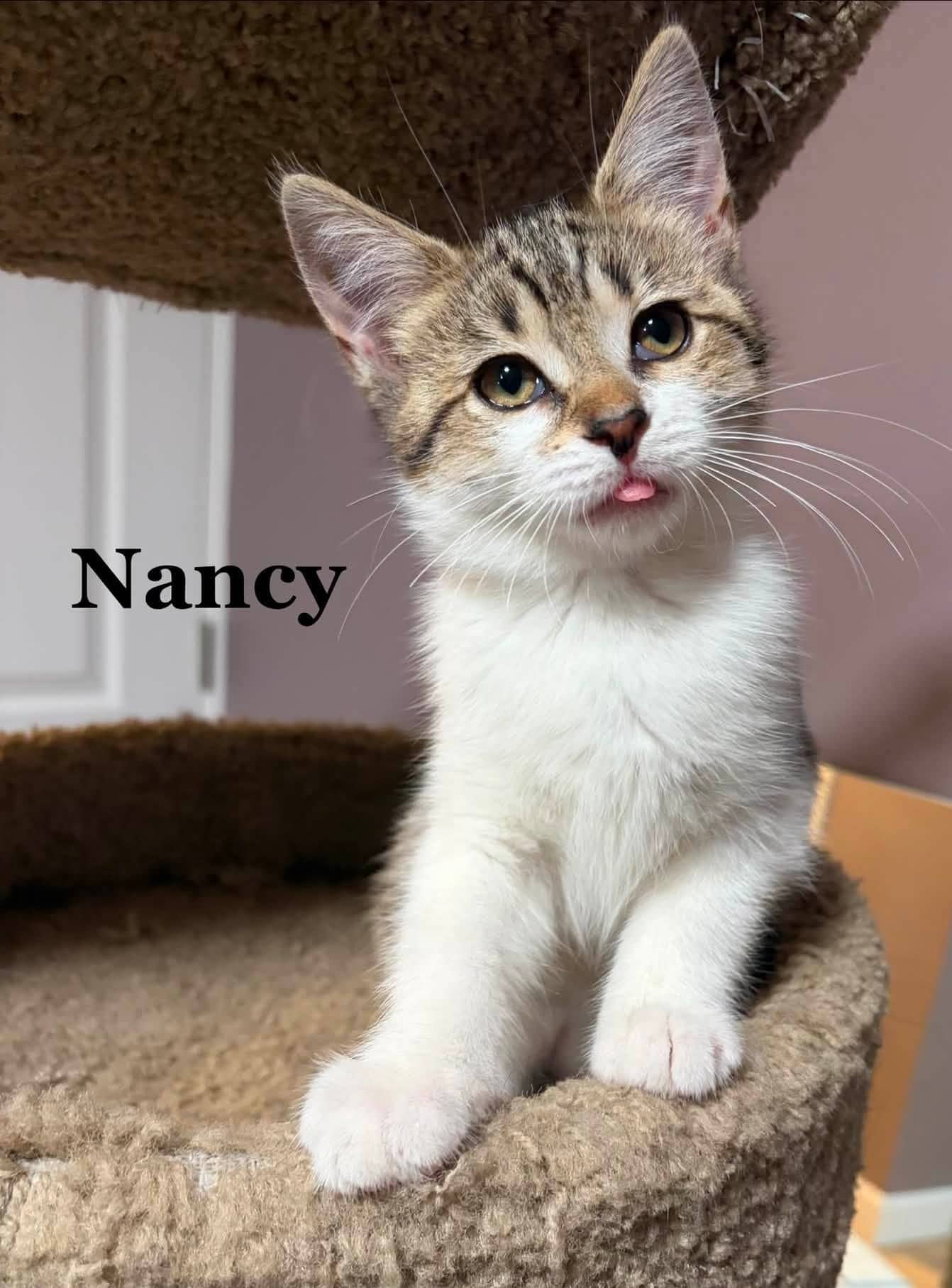 Nancy - Domestic Shorthair cat available for adoption at Biscuits and Purrs Cat Rescue in Ottawa