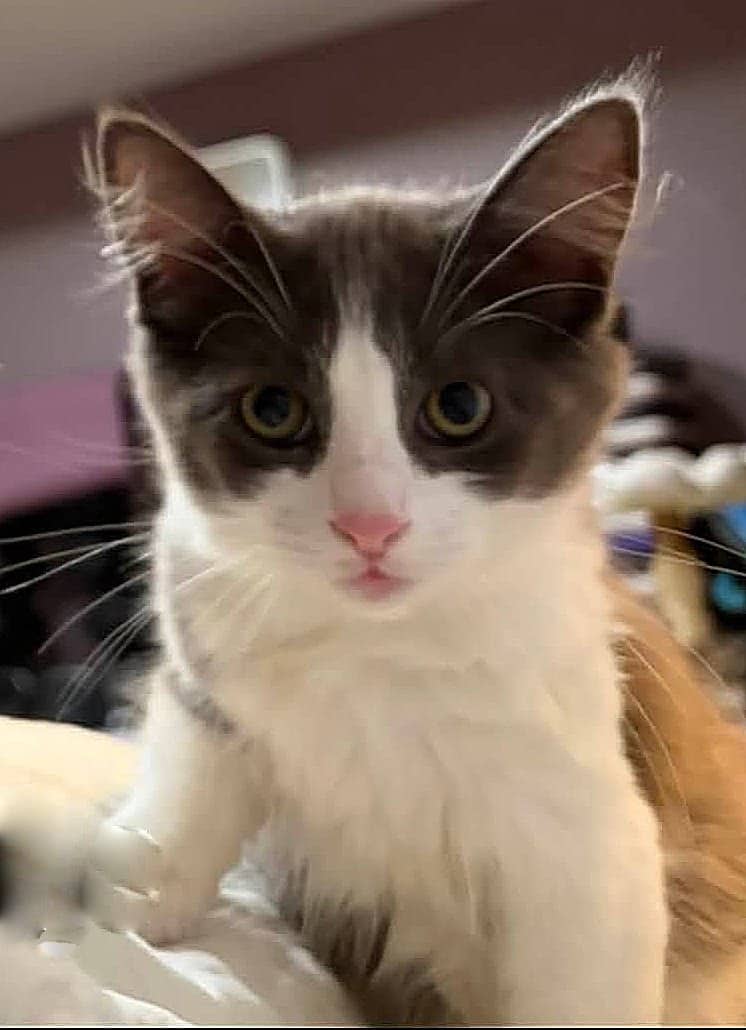 Ned - Domestic Shorthair cat available for adoption at Biscuits and Purrs Cat Rescue in Ottawa