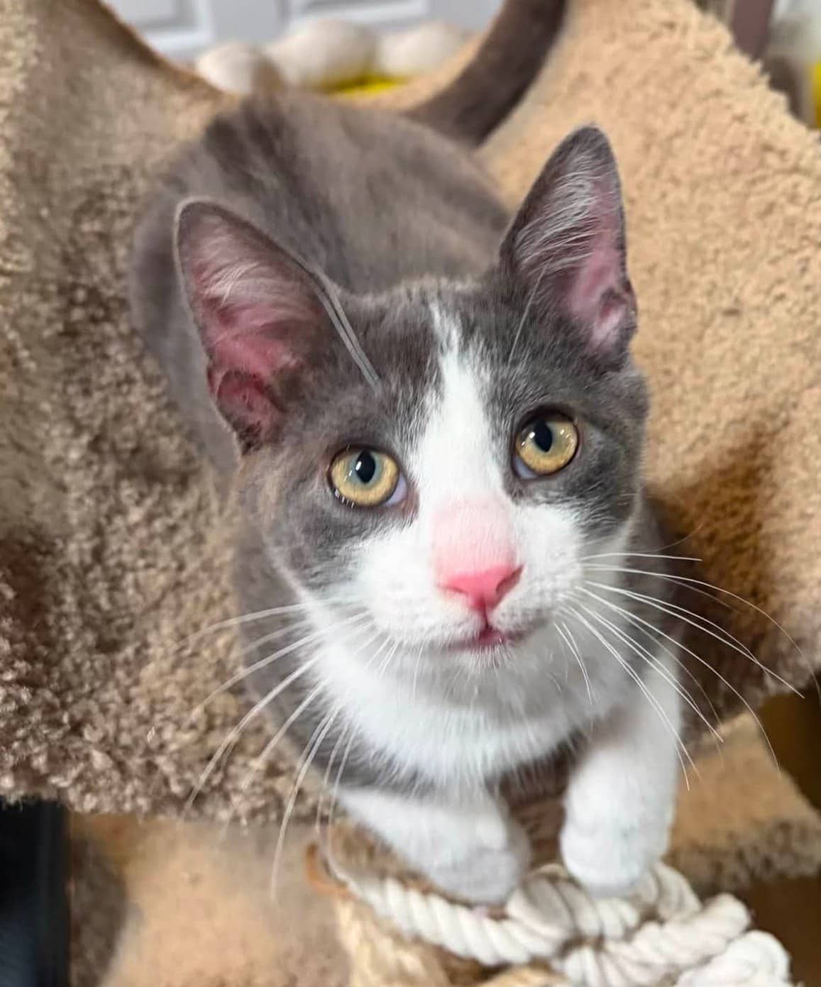Nelson - Domestic Shorthair cat available for adoption at Biscuits and Purrs Cat Rescue in Ottawa