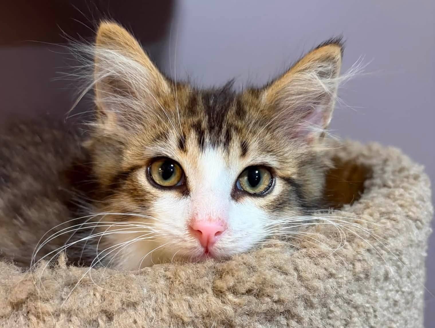 Norm - Domestic Shorthair cat available for adoption at Biscuits and Purrs Cat Rescue in Ottawa