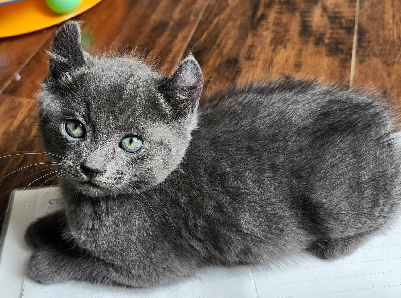 Saxton - Domestic Shorthair cat available for adoption at Biscuits and Purrs Cat Rescue in Ottawa