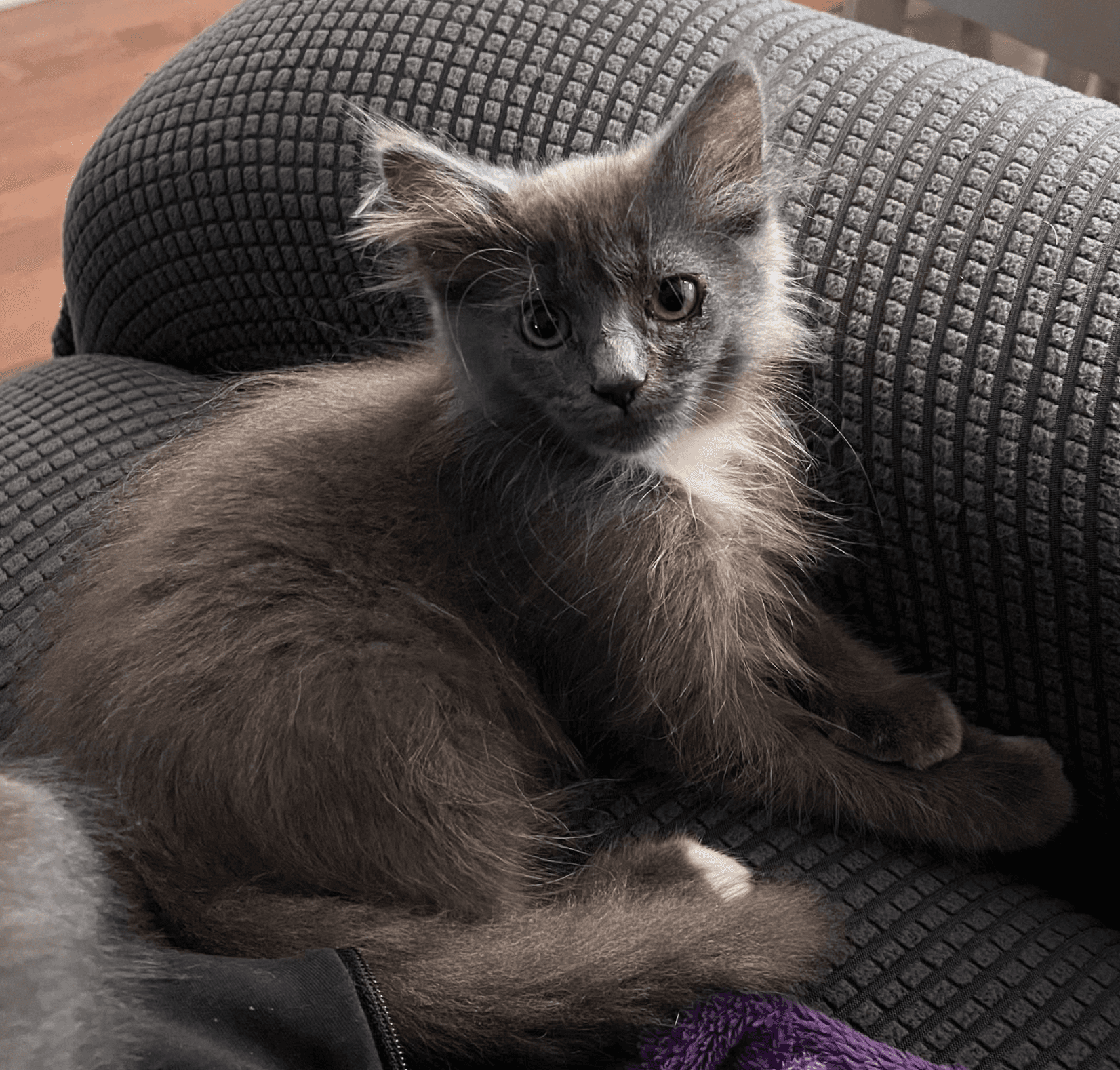 Meatlug - Domestic Shorthair cat available for adoption at Biscuits and Purrs Cat Rescue in Ottawa