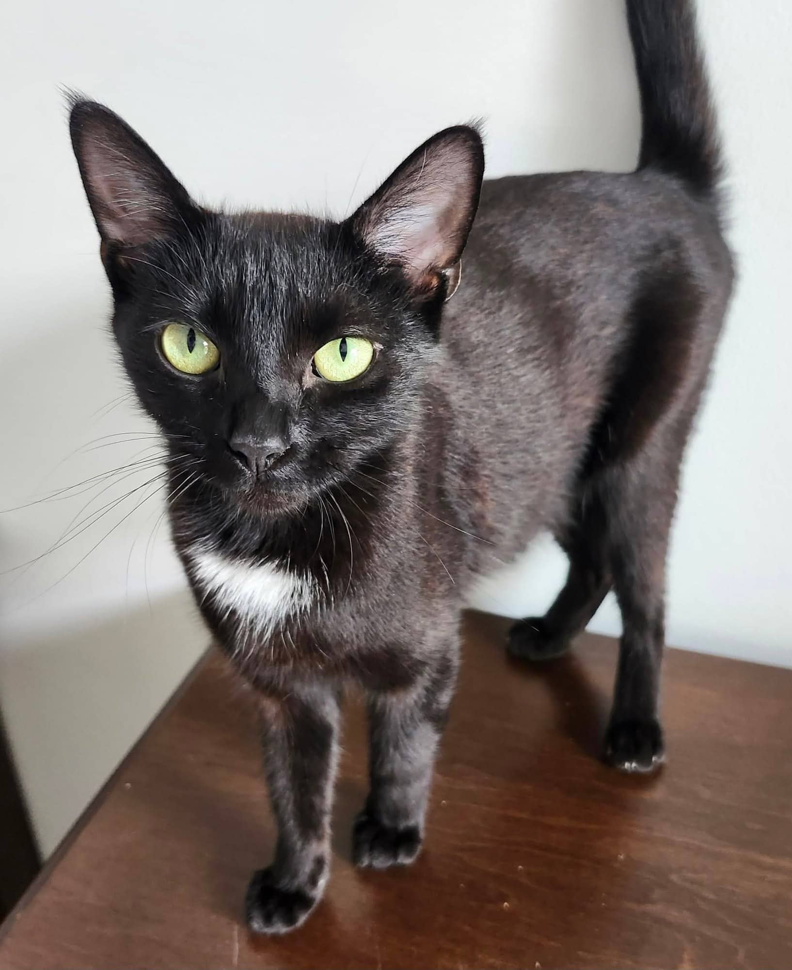 Shadow - Domestic Shorthair cat available for adoption at Biscuits and Purrs Cat Rescue in Ottawa
