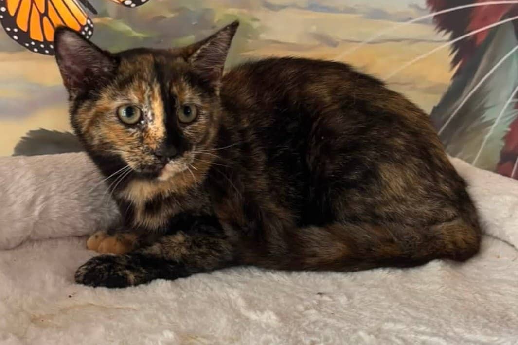 Smarties - Domestic Shorthair cat available for adoption at Biscuits and Purrs Cat Rescue in Ottawa