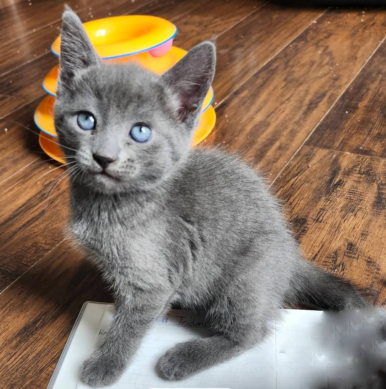 Stormy - Domestic Shorthair cat available for adoption at Biscuits and Purrs Cat Rescue in Ottawa