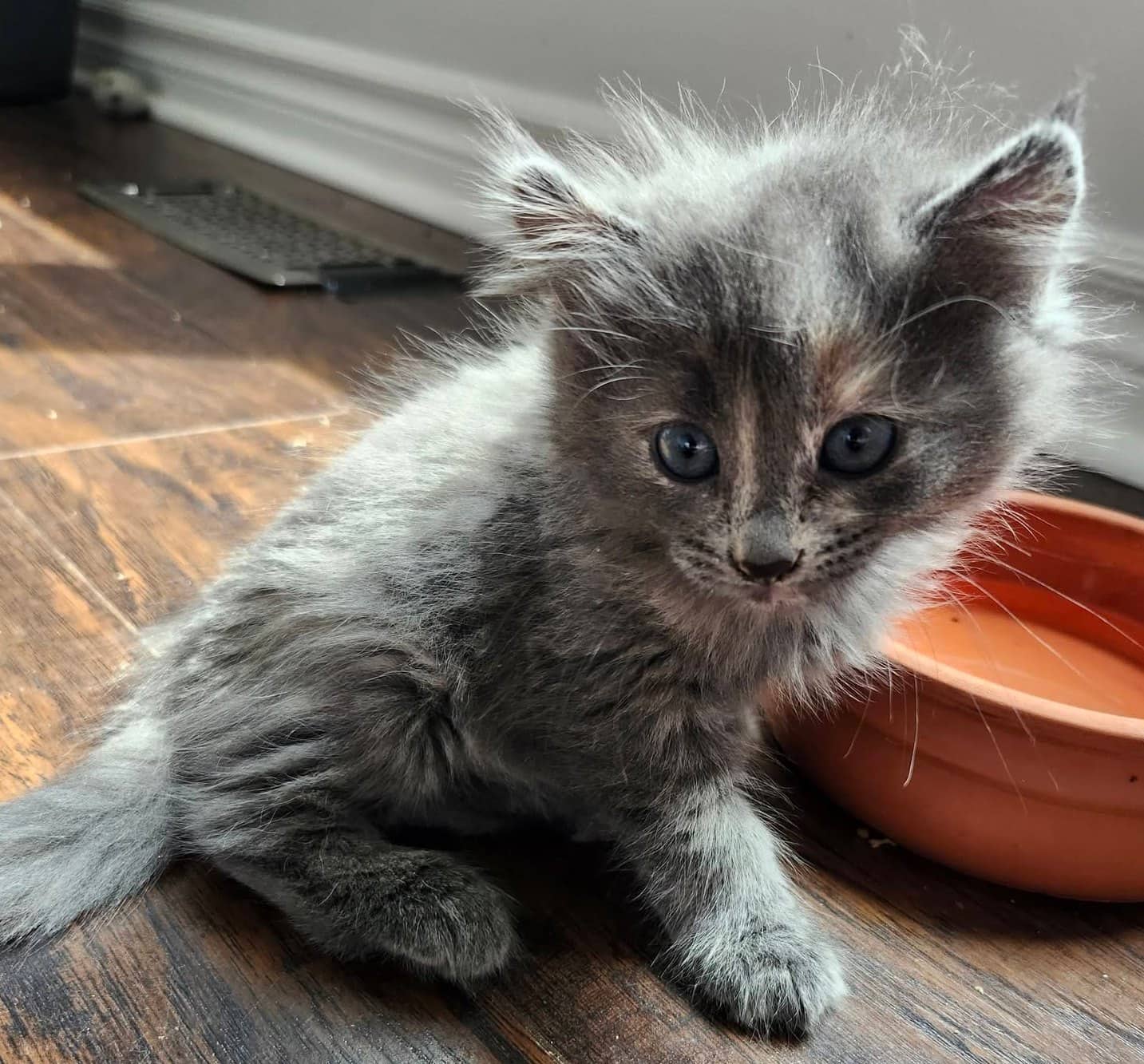 Trident - Domestic Shorthair cat available for adoption at Biscuits and Purrs Cat Rescue in Ottawa