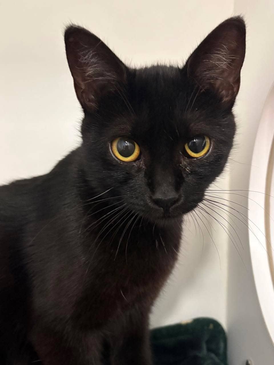 Twyla - Domestic Shorthair cat available for adoption at Biscuits and Purrs Cat Rescue in Ottawa