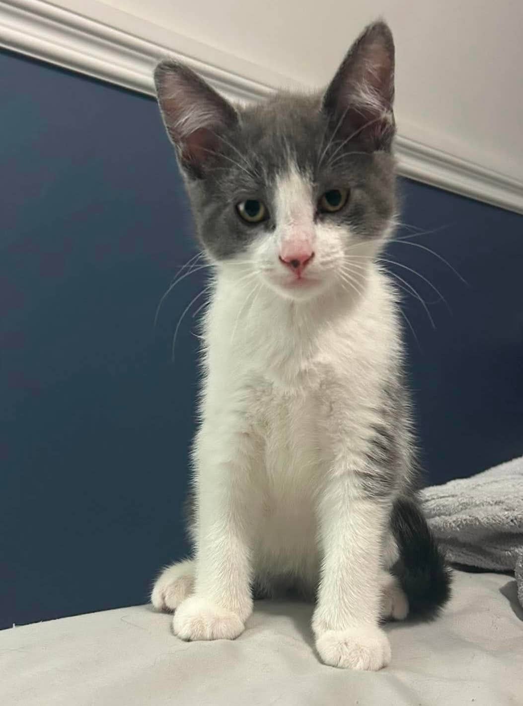 Coconut - Domestic Shorthair cat available for adoption at Biscuits and Purrs Cat Rescue in Ottawa