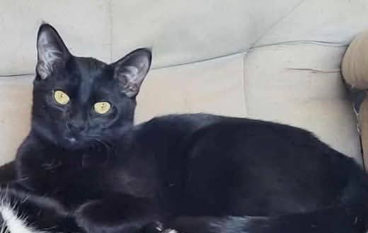 Tipsy - Domestic Shorthair cat available for adoption at Biscuits and Purrs Cat Rescue in Ottawa