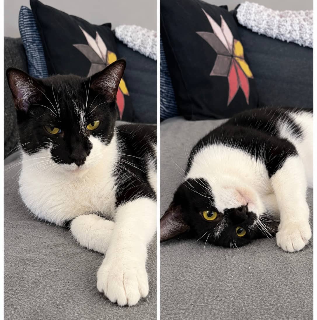 Victoria - Domestic Shorthair cat available for adoption at Biscuits and Purrs Cat Rescue in Ottawa
