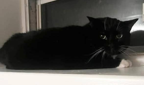 Boots - Domestic Shorthair cat available for adoption at Biscuits and Purrs Cat Rescue in Ottawa
