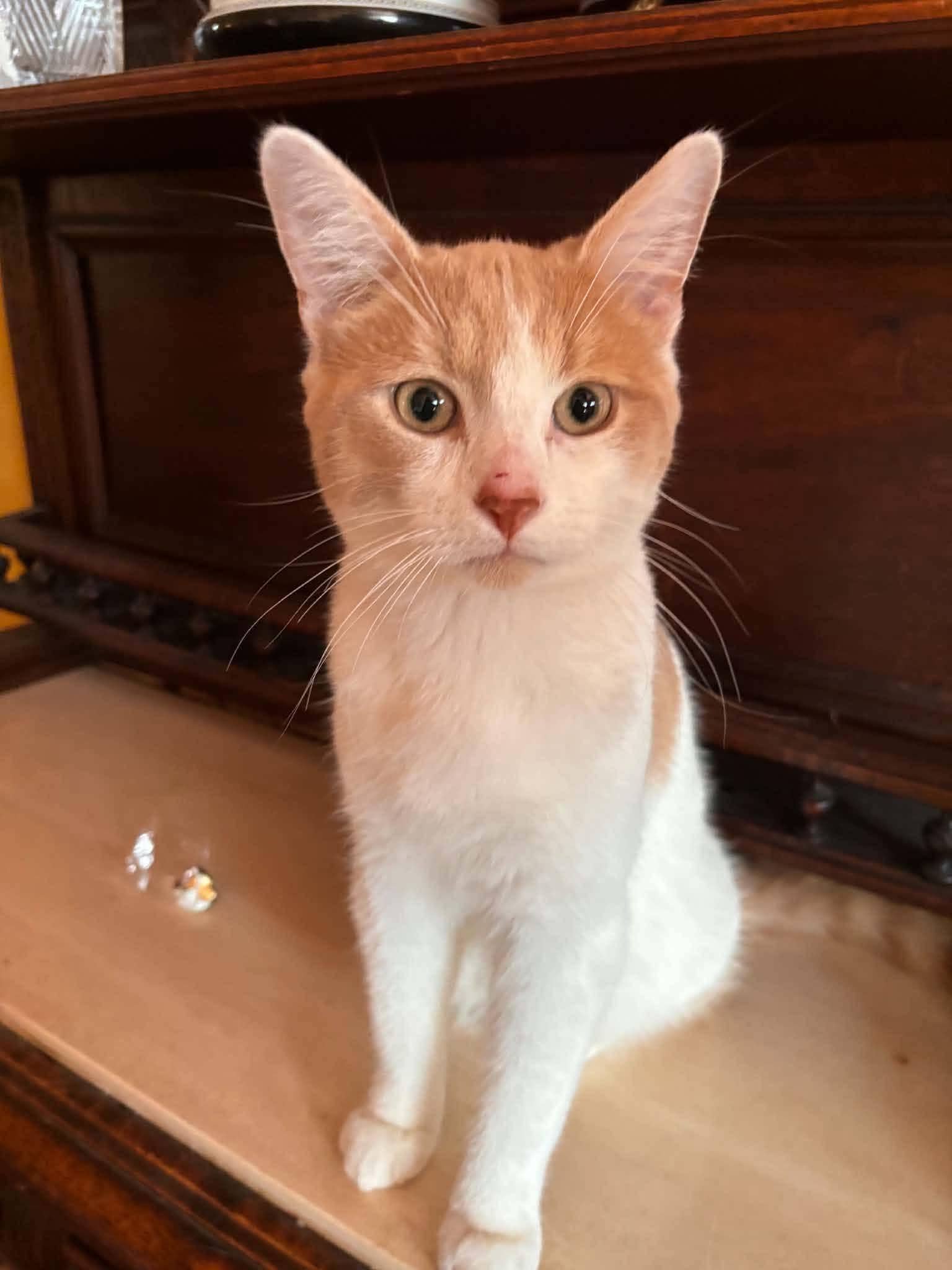 Ryerson - Domestic Shorthair cat available for adoption at Biscuits and Purrs Cat Rescue in Ottawa