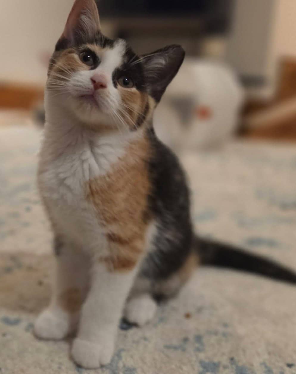 Aia - Domestic Shorthair cat available for adoption at Biscuits and Purrs Cat Rescue in Ottawa