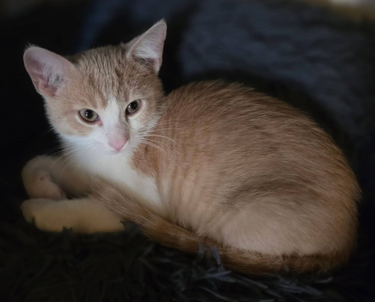 Asgard - Domestic Shorthair cat available for adoption at Biscuits and Purrs Cat Rescue in Ottawa