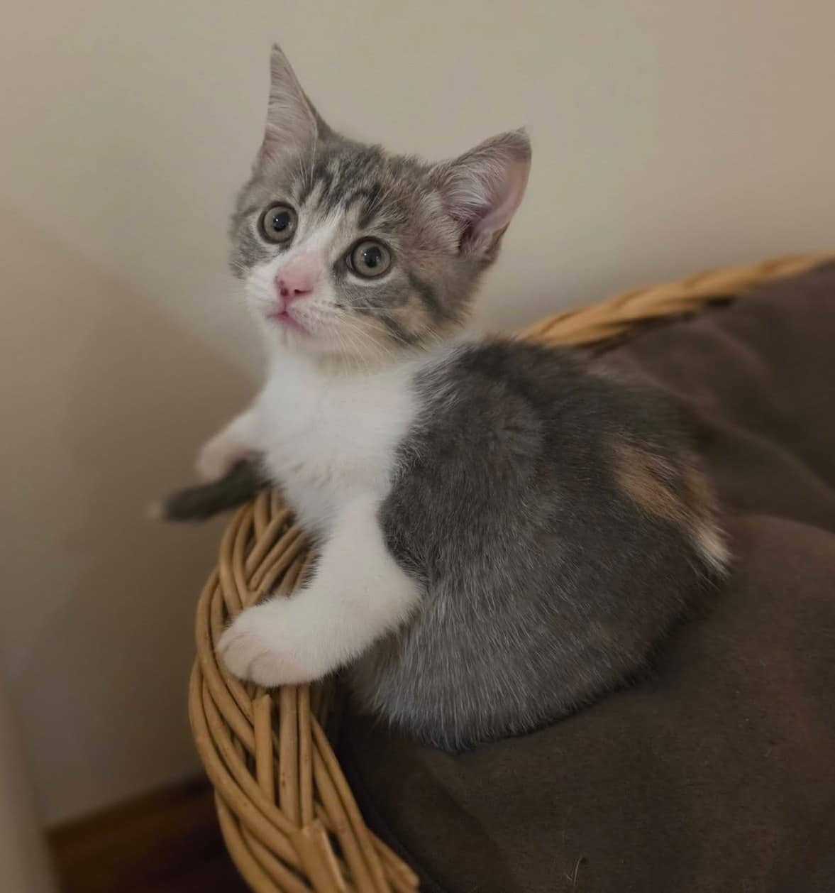Atlantis - Domestic Shorthair cat available for adoption at Biscuits and Purrs Cat Rescue in Ottawa