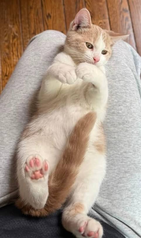 Aztlan - Domestic Shorthair cat available for adoption at Biscuits and Purrs Cat Rescue in Ottawa