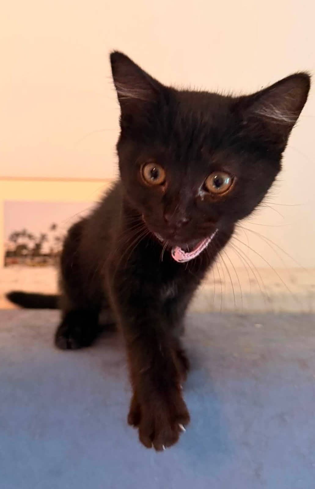 Bib - Domestic Shorthair cat available for adoption at Biscuits and Purrs Cat Rescue in Ottawa