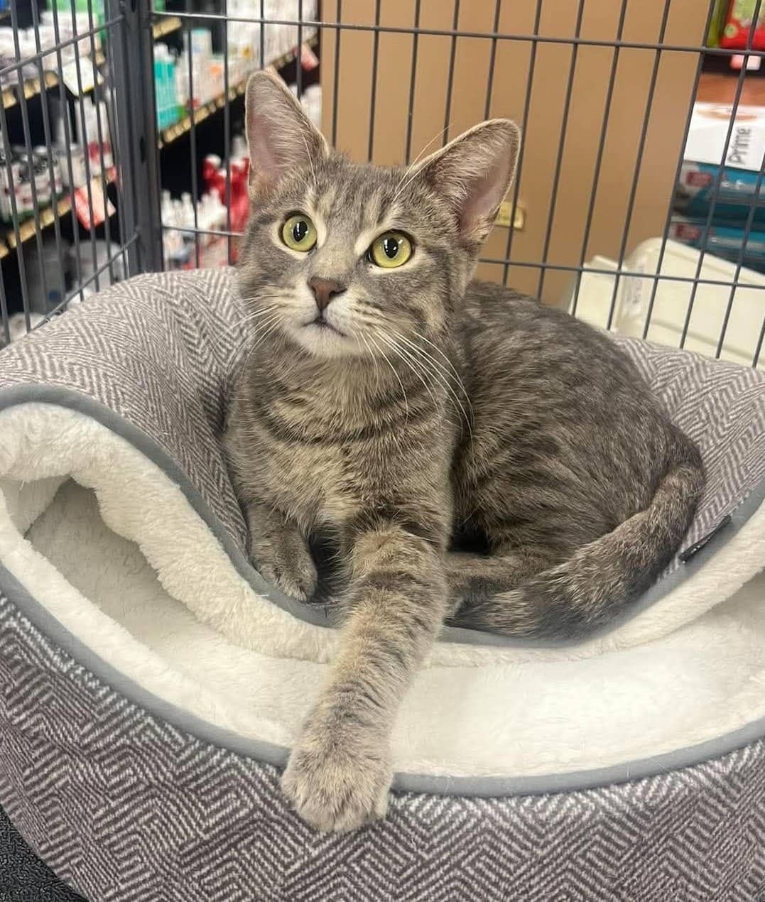 Chloe - Domestic Shorthair cat available for adoption at Biscuits and Purrs Cat Rescue in Ottawa