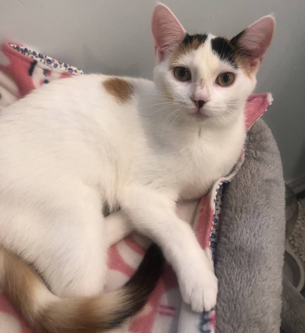Diamond - Domestic Shorthair available for adoption
