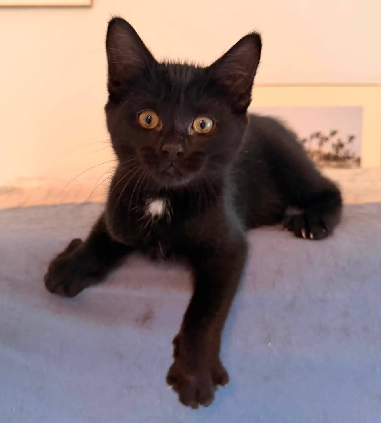 Domino - Domestic Shorthair cat available for adoption at Biscuits and Purrs Cat Rescue in Ottawa