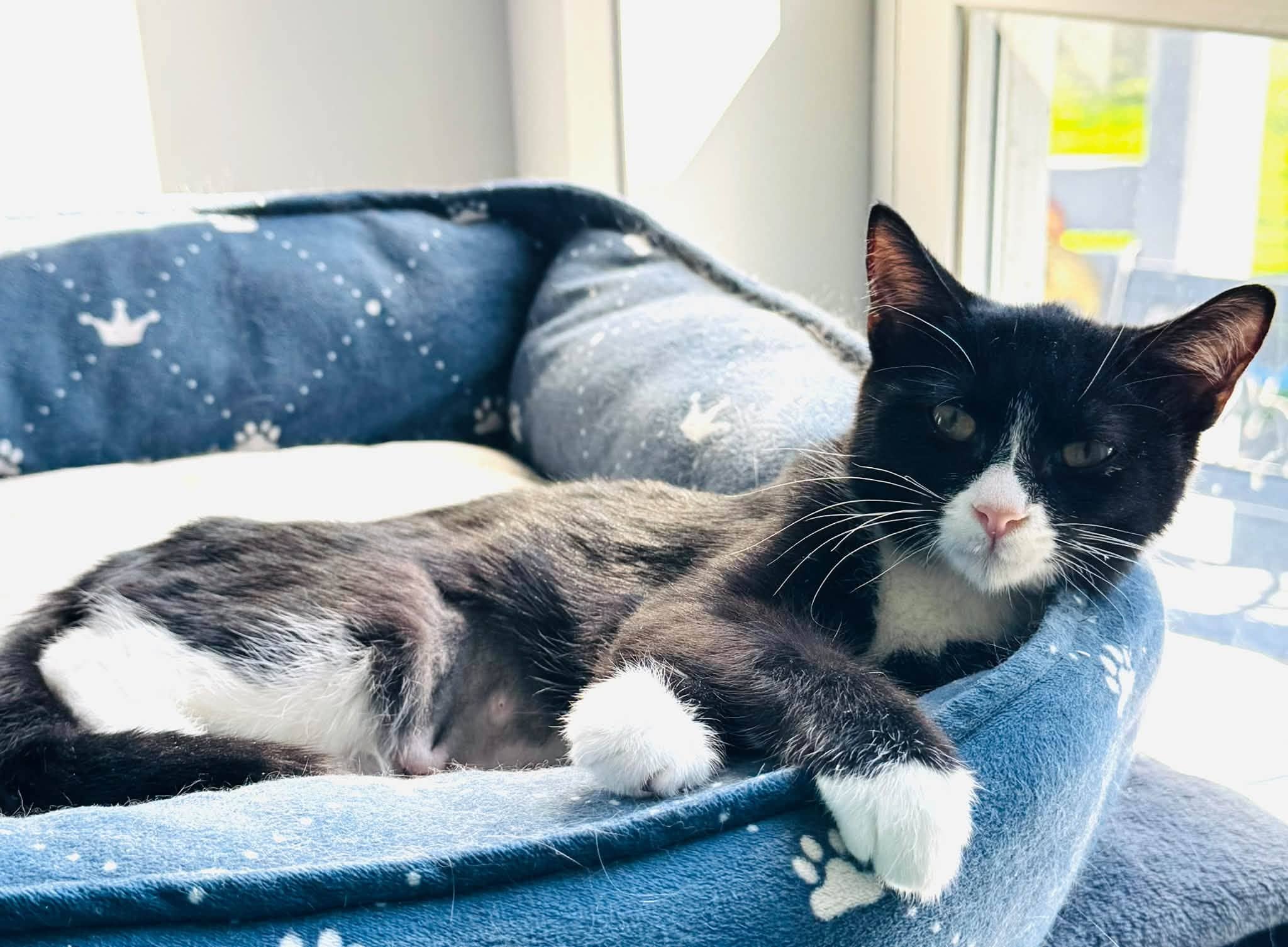 Gemma - Domestic Shorthair cat available for adoption at Biscuits and Purrs Cat Rescue in Ottawa