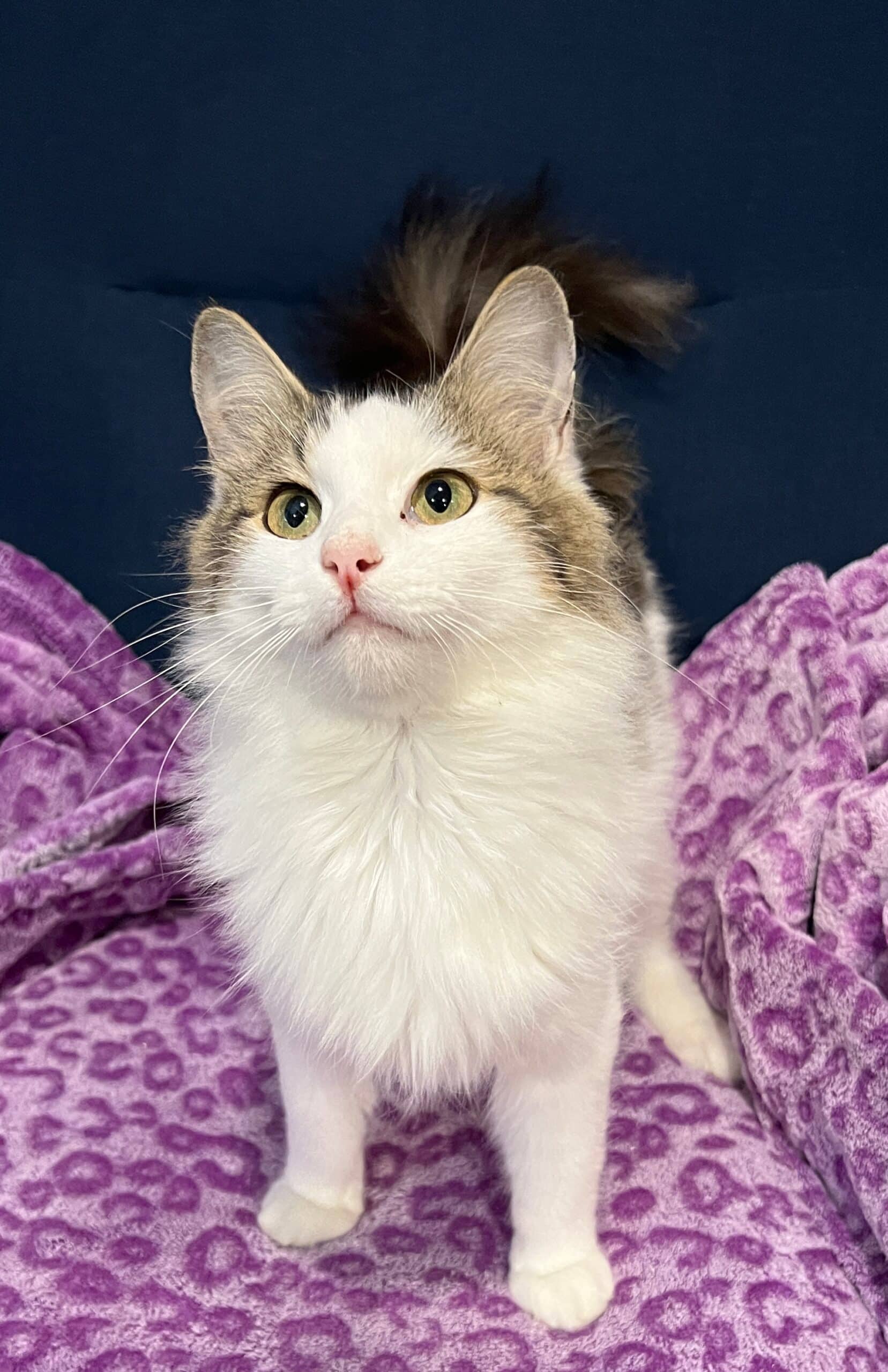 Nicola - Domestic Shorthair cat available for adoption at Biscuits and Purrs Cat Rescue in Ottawa