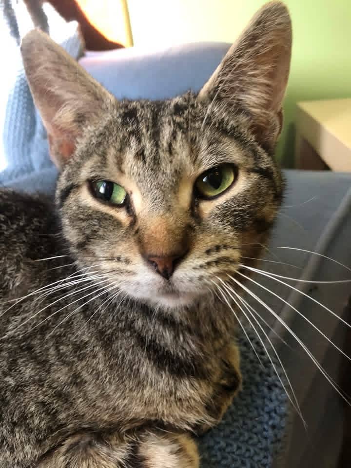 Greta - Domestic Shorthair cat available for adoption in Ontario