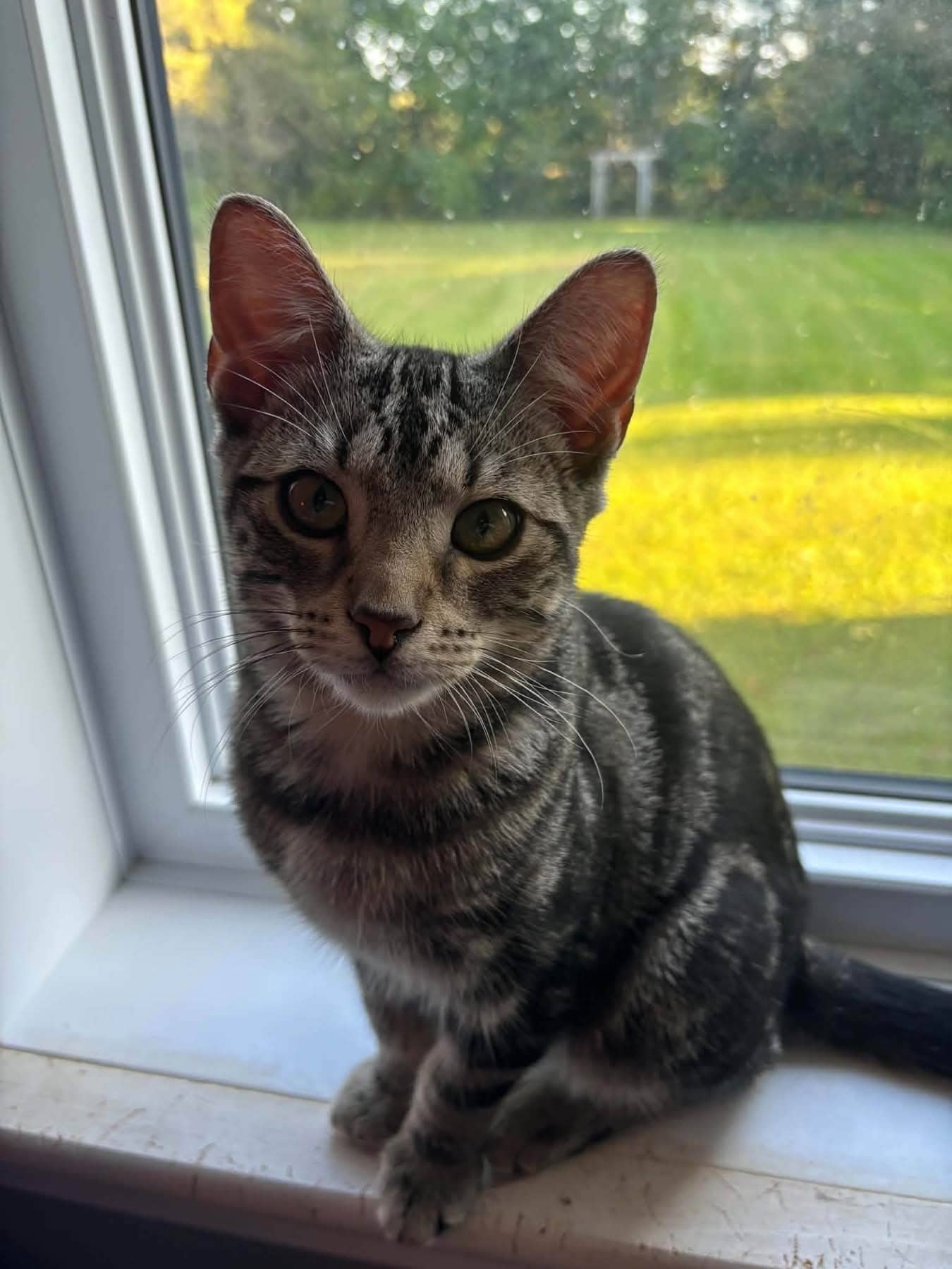 Corrado - Domestic Shorthair cat available for adoption at Biscuits and Purrs Cat Rescue in Ottawa