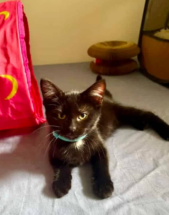 Dice - Domestic Shorthair cat available for adoption at Biscuits and Purrs Cat Rescue in Ottawa